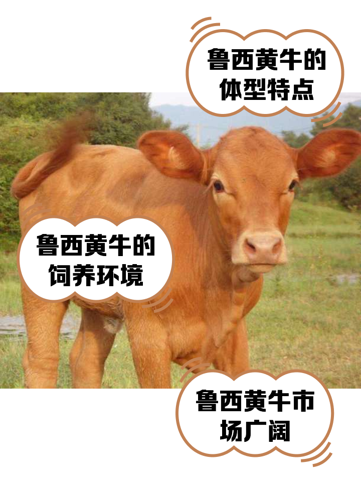 陕西最新医保取现黄牛方法分析(最方便真实的陕西医保取现黄牛怎么取方法)